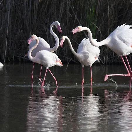 Casa Francesco דירה