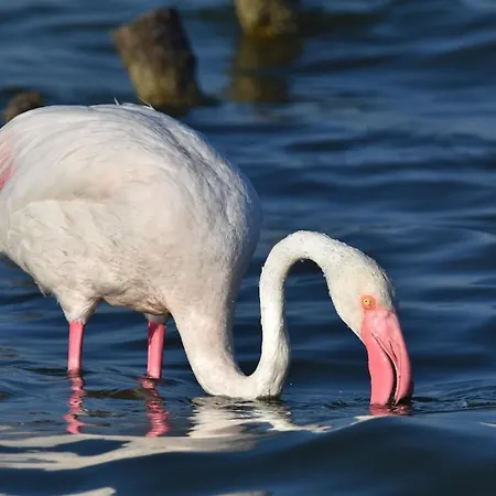 Апартаменты Casa Francesco *