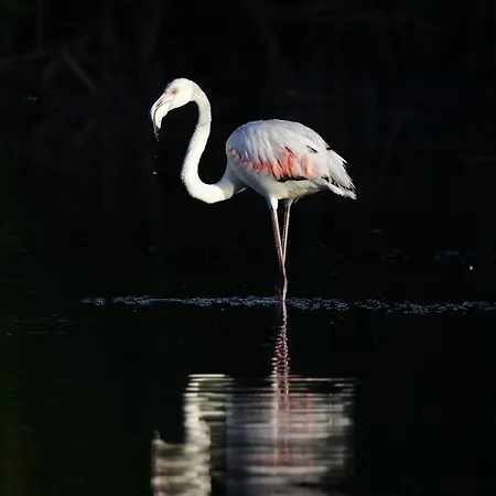 Casa Francesco Апартаменты Куарту-Сант'Элена